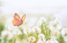Spring Background With Light Transparent Flowers Dandelion And Flitting Orange Butterfly In Pastel Light Tones Macro With Soft Focus. Delicate Airy Elegant Artistic Image Of Nature,