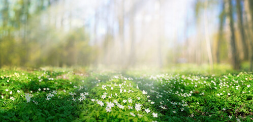 Fotomurales - Beautiful white flowers of anemones in spring on background forest in sunlight in nature. Spring morning forest landscape with flowering primroses, soft selective focus in foreground.