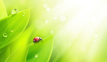 Drops Of Morning Dew And Ladybug On Young Juicy Fresh Green Leaves Glow In Sunlight In Nature Close-up. Spring Summer Natural Background With Water Drops And Copy Space.
