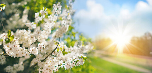 Poster - Beautiful spring landscape with Selective soft focus. Branches of a flowering tree in nature Park and  rural road against blue sky with white clouds and bright sunlight.