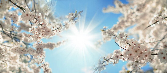 Poster - Beautiful blooming spring blurred nature background. Branches of blossoming tree with soft focus on gentle light blue sky background and shining sun, frame.