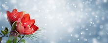 Amaryllis Blüte Vor Abstraktem Schnee Hintergrund