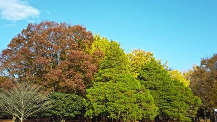 Wall Mural - 東京都渋谷区代々木にある公園の秋の紅葉の景色