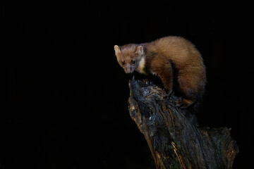 Wall Mural - european pine marten (martes martes), also known as the pine marten or the european marten, searchin