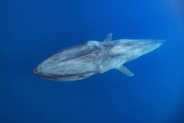 Wall Mural - blue whale