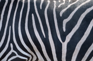 Natural texture of the zebra skin.