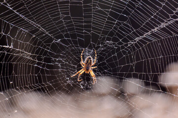 Spider and his Web