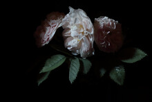 Roses Isolated On Black Background, Dark Moody Floral Composition In Baroque Artistic Rembrandt Lighting Style, Fine Art Design