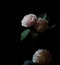 Roses Isolated On Black Background, Dark Moody Floral Composition In Baroque Artistic Rembrandt Lighting Style, Fine Art Design