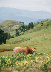 Brown cow grazing on hill in countryside