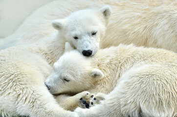 Wall Mural - polar bear cub