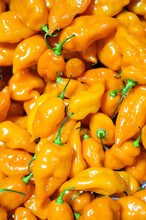 Habanero Chili Peppers, A Popular Ingredient In Hot And Spicy Foods, A Fruit Used Both Fresh And In Cooking At All Stages Of Ripeness For Different Flavors And Form A More Or Less Intense Heat Level