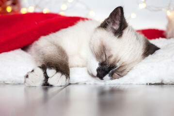 Wall Mural - Kitten sleep in christmas hat