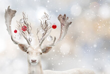 Portrait Of Young Deer Isolated On White Christmas Background