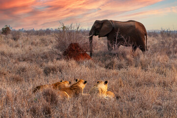 lions hidden in the bush watching an unaware elephant passing by at sunset. hlane national park, swa