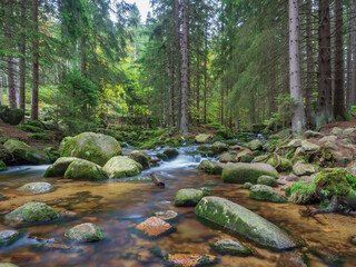 Two branches of the Szklarka river circle the piece of the ground with tall coniferous trees. Vivid green colors of moss covering the river rocks. Long exposure shot of water surface.