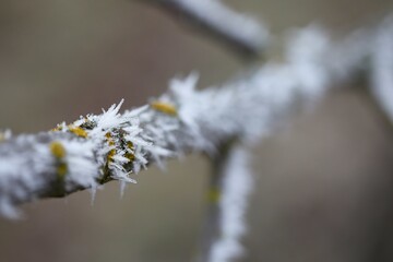 Wall Mural - Frosty tree branch in winter cold