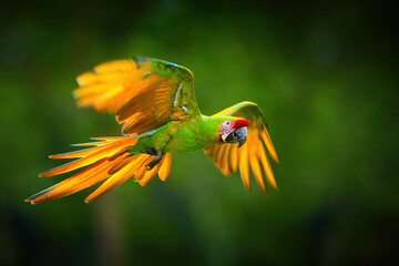 Wall Mural - Endangered parrot, Great green macaw, Ara ambigua guayaquilensis in flight. Green-yellow, wild tropical rain forest parrot, flying with outstretched wings against blurred background. Costa Rica.