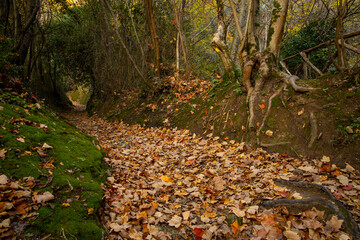 Path in an autumnal wood covered with orange, red and yellow leaves. towards inner peace