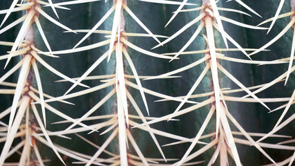 Wall Mural - cactus close-up