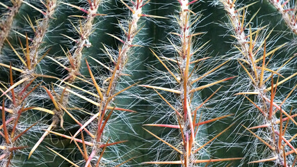 Wall Mural - cactus close-up