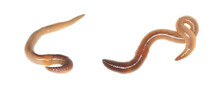 Earthworms Free Stock Photo Public Domain Pictures