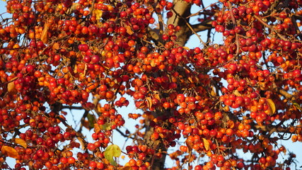 Wall Mural - Bunch of berries in winter