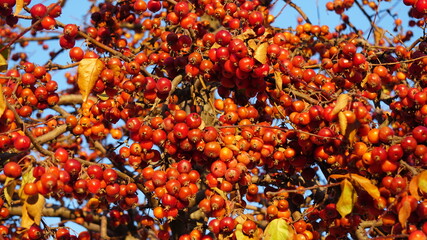 Wall Mural - Bunch of berries in winter