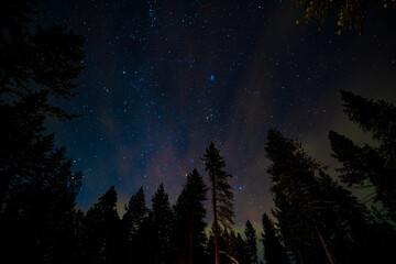 image of the night sky with snow covered pine trees.