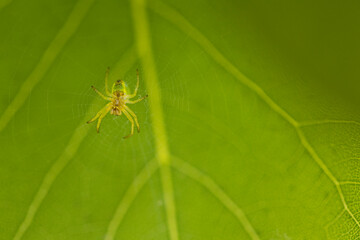 a spider web hanging on small branches with a small spider in the center of the image, the cobweb sh