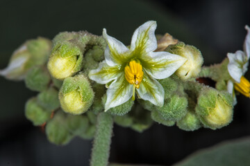 Wall Mural - White Flower of a Solanum Plant