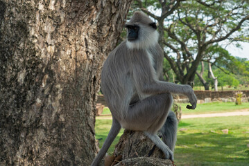 Wall Mural - Monkey sitting on the tree, Sri Lanka