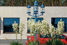 Clusters Of Yucca Flowers On Building Wall Background.