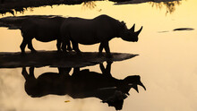 Silhouettes Of Two Rhinos At A Water Hole  - Reflecting In The Water - Golden Evening Light 