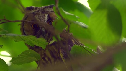 Close up detail of long eared owl (Asio otus) gaze by big eyes cryptic on dense branch deep in crown. Wildlife tranquil portrait footage of bird in natural habitat background.