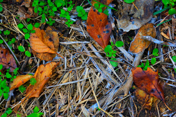 Wall Mural - Abstract autumn background