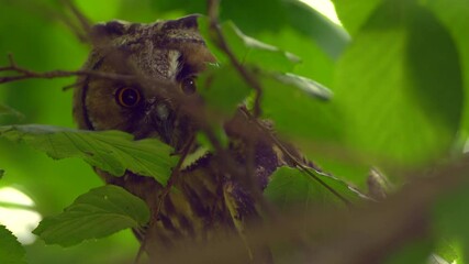 Close up detail of long eared owl (Asio otus) gaze by big eyes cryptic on dense branch deep in crown. Wildlife tranquil portrait footage of bird in natural habitat background.