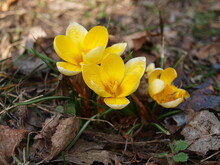 Yellow Crocus Flowers