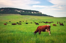 Cows On Green Meadow. Composition Of Nature