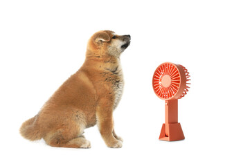 Cute puppy near fan on white background. Summer heat