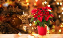 Christmas Traditional Poinsettia Flower On Wooden Table Against Blurred Lights, Space For Text