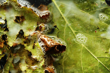 Wall Mural - Wet leaf in soapy water