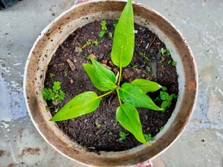 plant in a pot