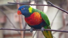 A Colourful Parrot Sits On A Branch. Rainbow Lorikeet Looking At The Camera