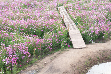 background field aster of cosmos