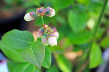 A Stem Of Blue Berry Flowers In The Garden