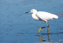 Snowy Egret In The San Jacinto Wildlife Area Showing Off Its Yellow Feet Reflecting In The Water