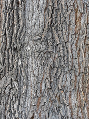 Wall Mural - The texture of the bark of an old willow