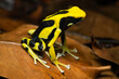 Closeup of a dyeing poison dart frog 