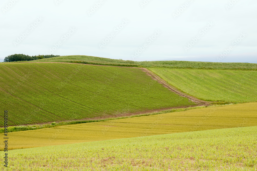 北海道美瑛 なだらかな丘 Wall Mural Wallpaper Murals Pepmint